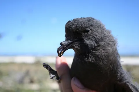 褐翅叉尾海燕