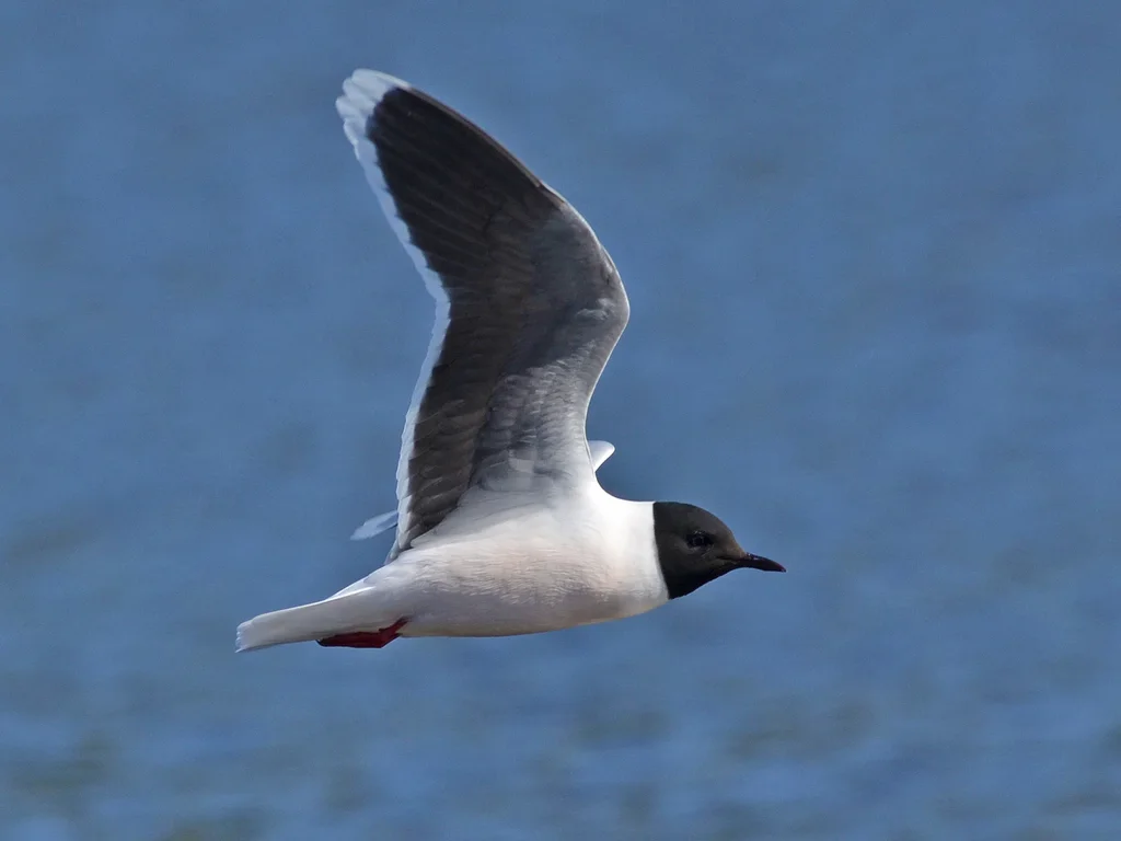 小鸥(Hydrocoloeus minutus)
