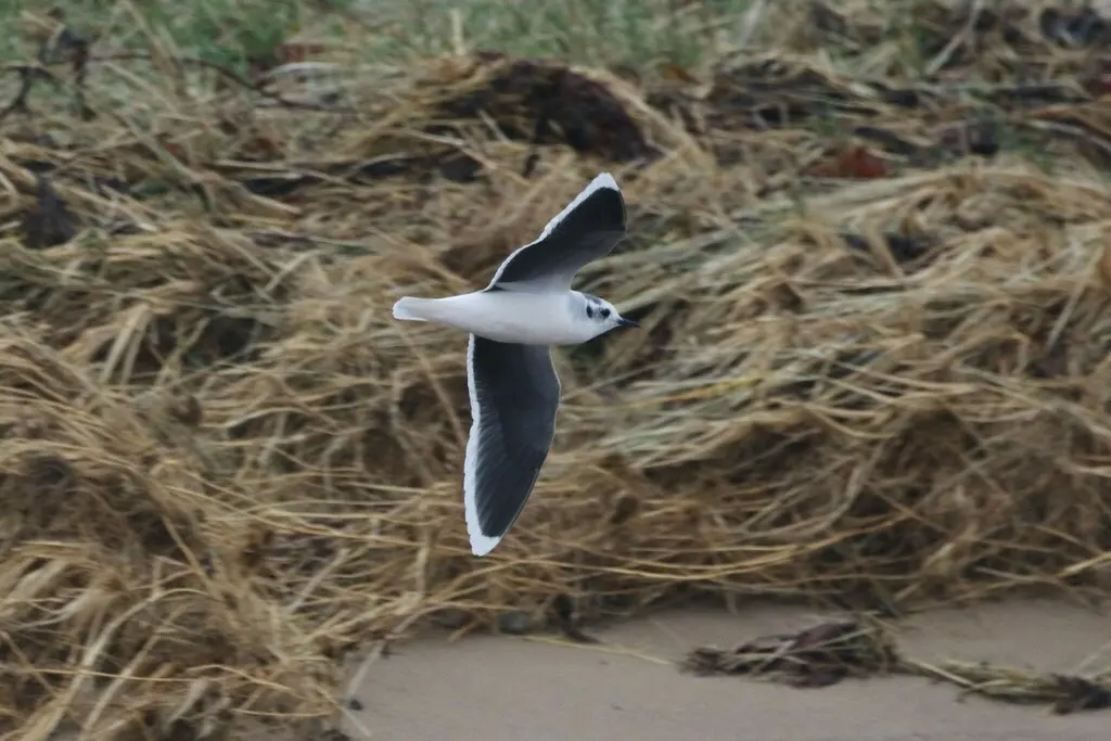 小鸥(Hydrocoloeus minutus)