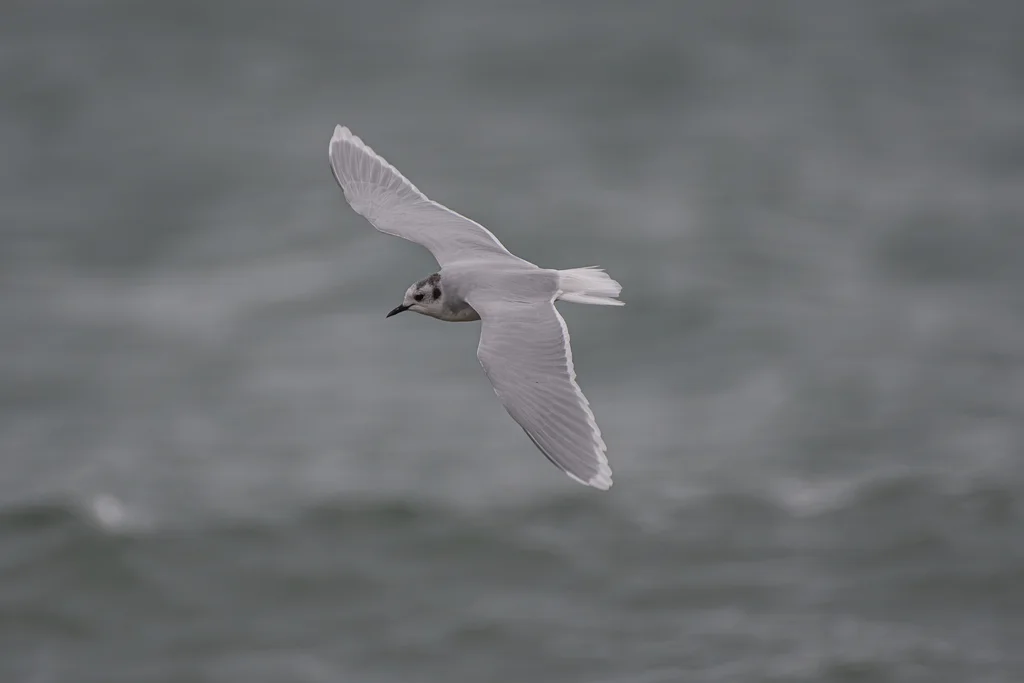 小鸥(Hydrocoloeus minutus)