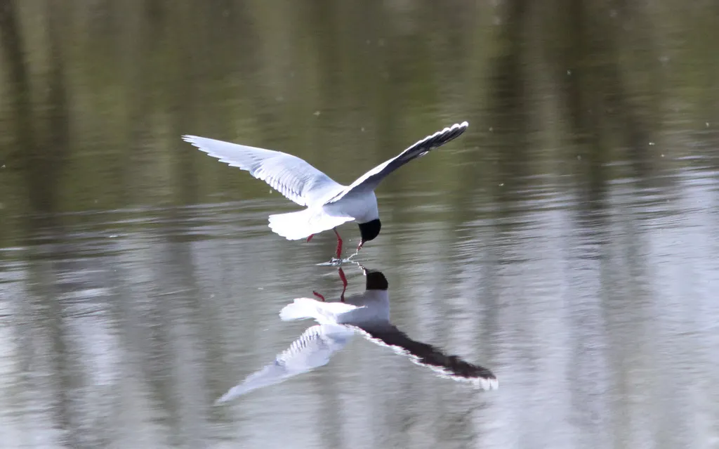 小鸥(Hydrocoloeus minutus)