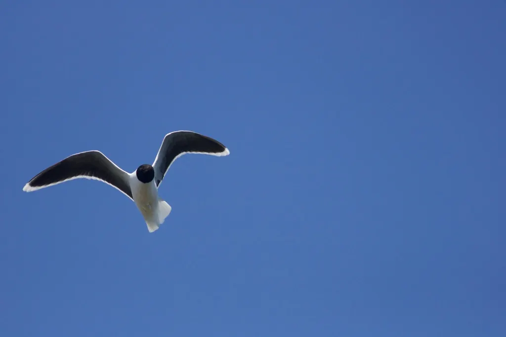 小鸥(Hydrocoloeus minutus)