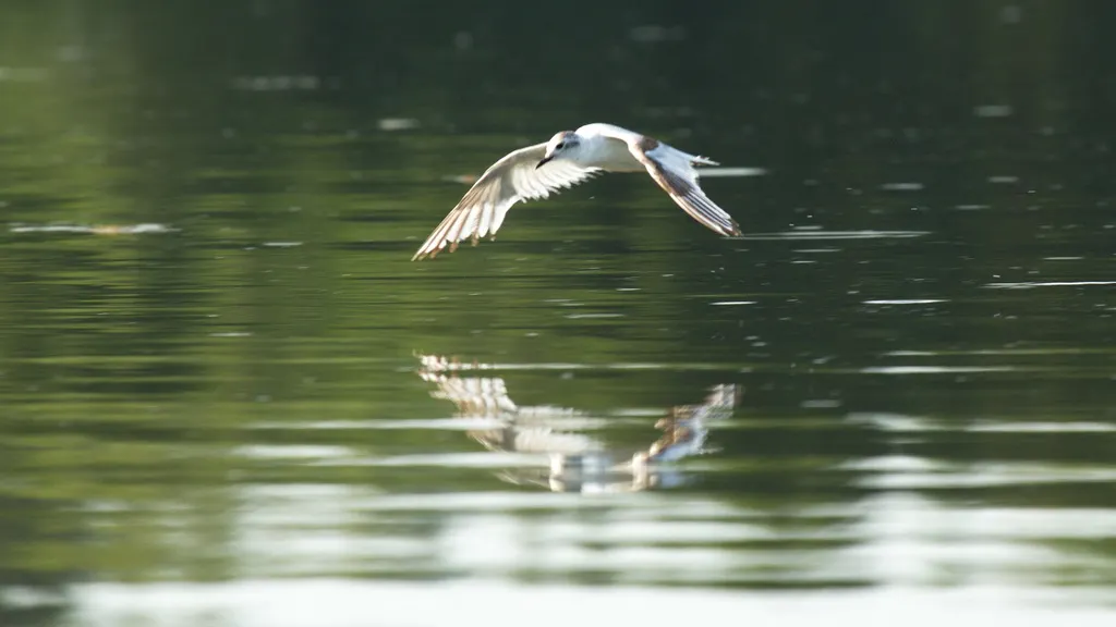 小鸥(Hydrocoloeus minutus)