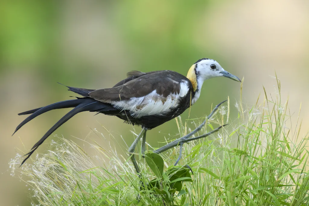 水雉(Hydrophasianus chirurgus)