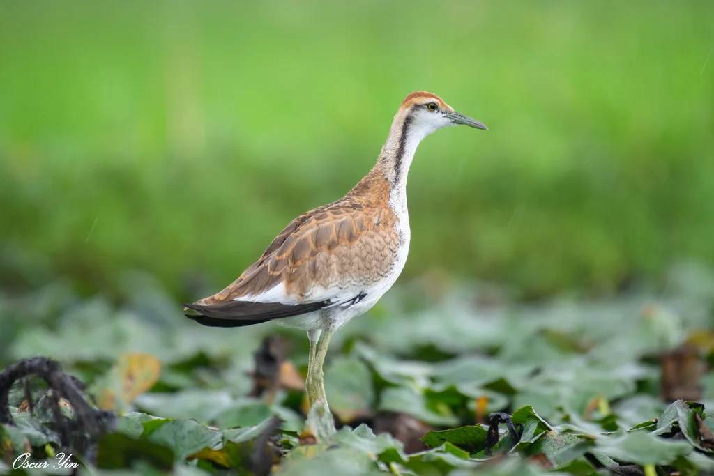 水雉(Hydrophasianus chirurgus)