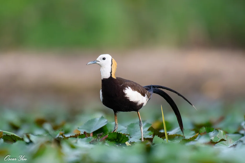 水雉(Hydrophasianus chirurgus)