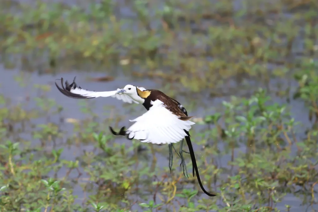 水雉(Hydrophasianus chirurgus)