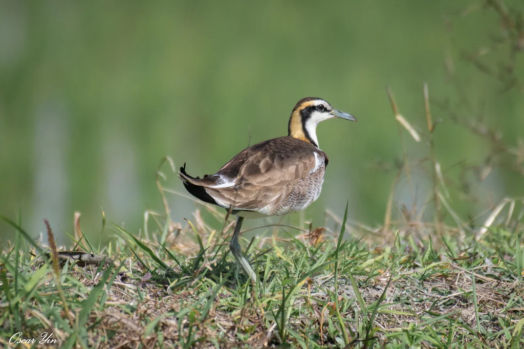 水雉(Hydrophasianus chirurgus)