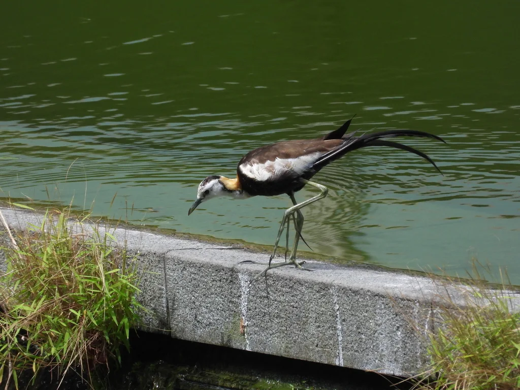 水雉(Hydrophasianus chirurgus)