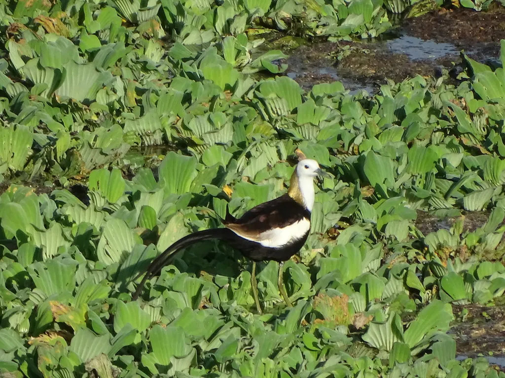 水雉(Hydrophasianus chirurgus)
