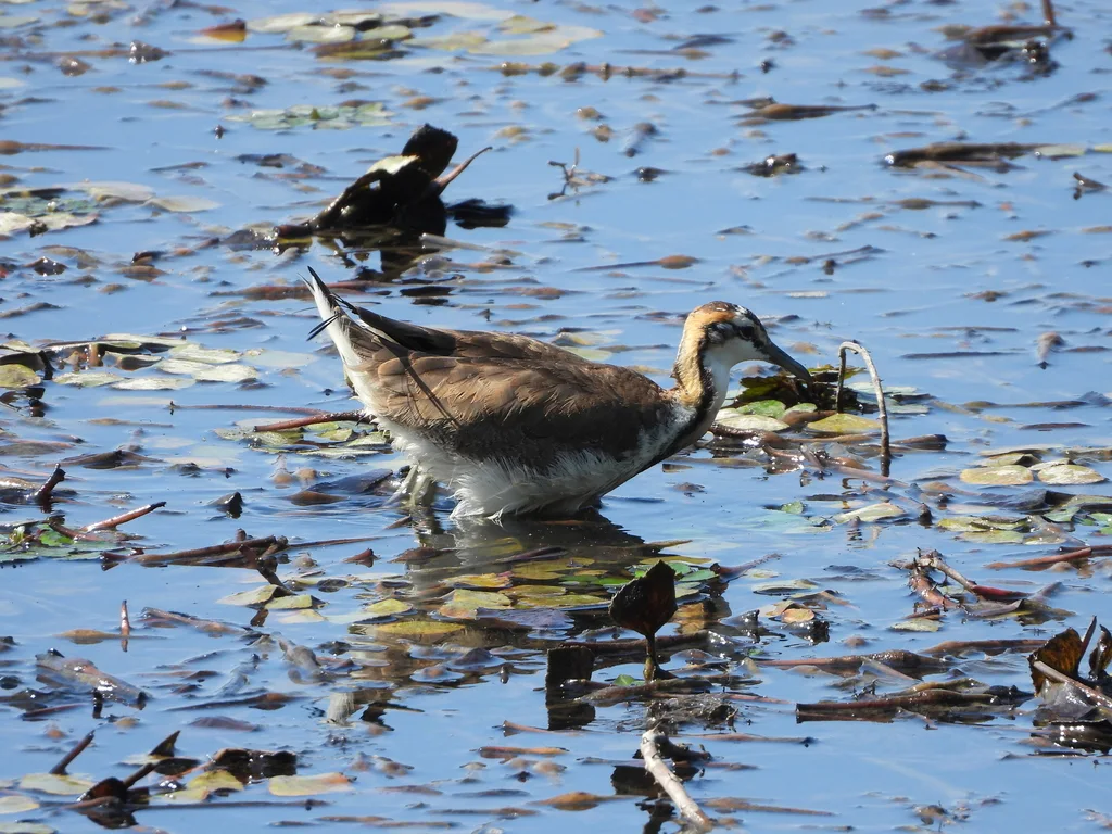 水雉(Hydrophasianus chirurgus)