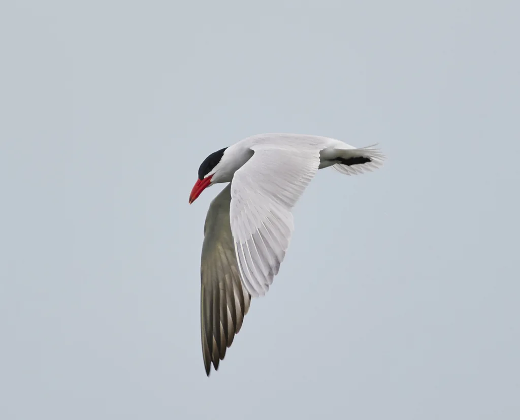 红嘴巨燕鸥(Hydroprogne caspia)