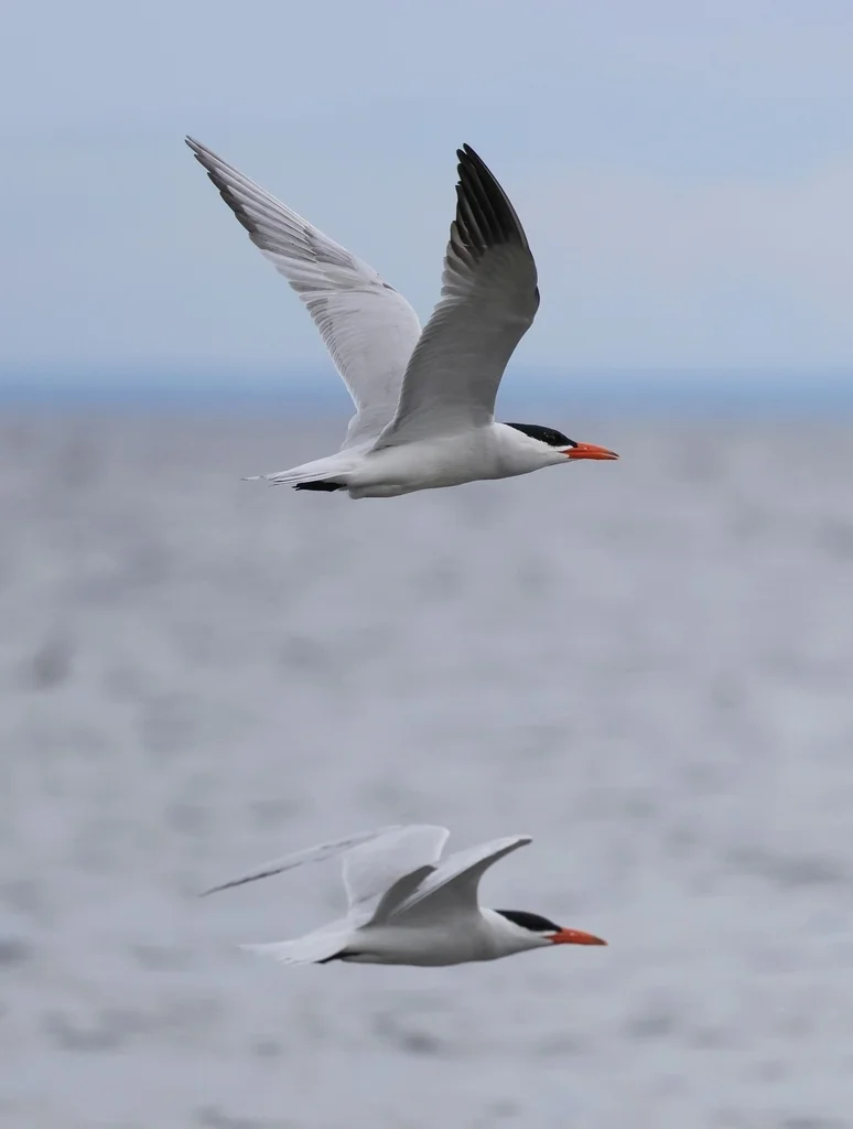 红嘴巨燕鸥(Hydroprogne caspia)