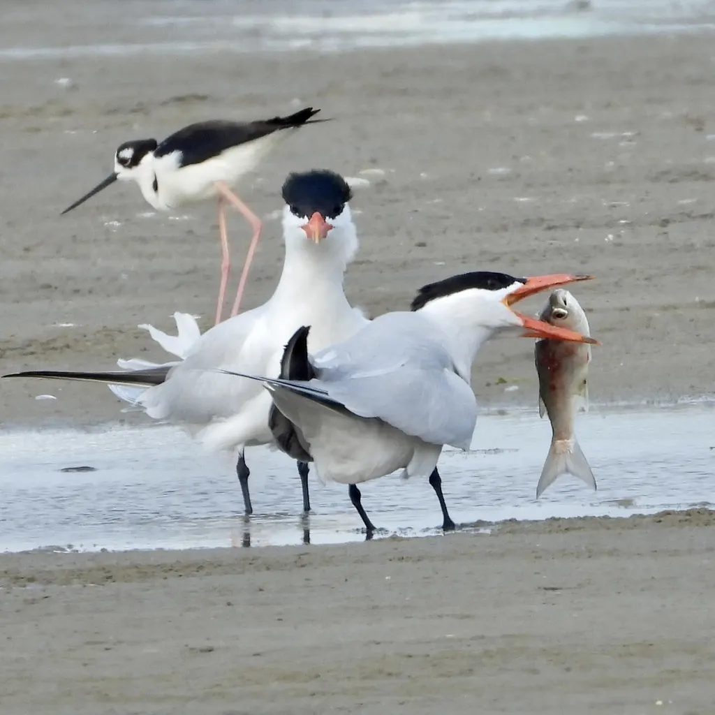 红嘴巨燕鸥(Hydroprogne caspia)
