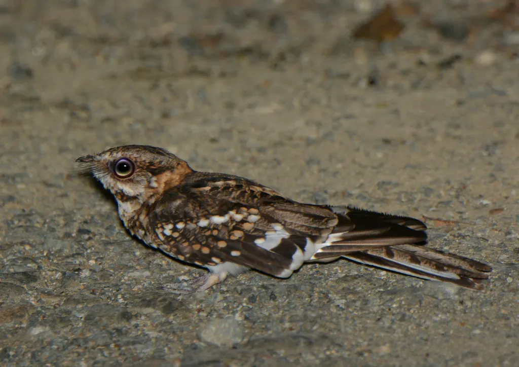 白尾夜鹰(Hydropsalis cayennensis)