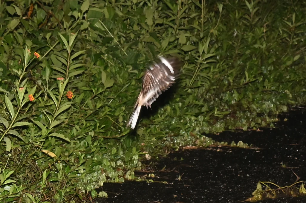 白尾夜鹰(Hydropsalis cayennensis)