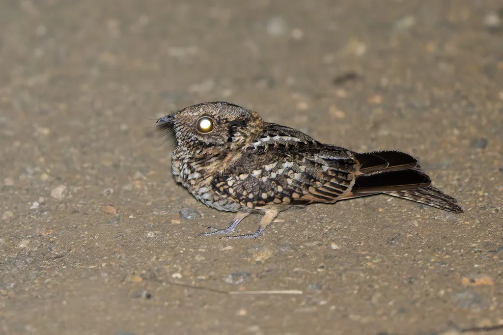 白尾夜鹰(Hydropsalis cayennensis)