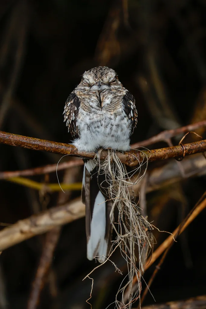 梯尾夜鹰(Hydropsalis climacocerca)