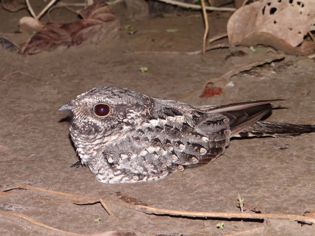 梯尾夜鹰(Hydropsalis climacocerca)