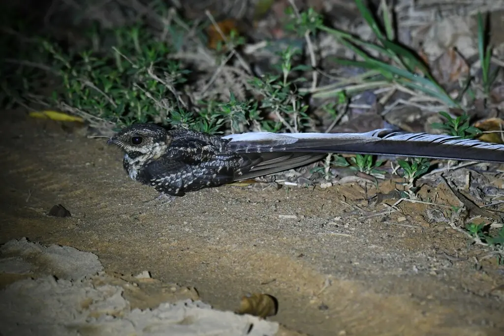 燕尾夜鹰(Hydropsalis forcipata)