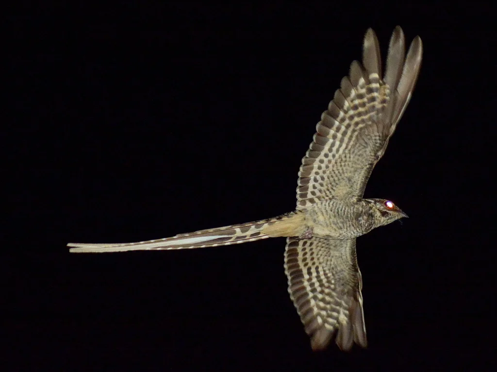 剪尾夜鹰(Hydropsalis torquata)