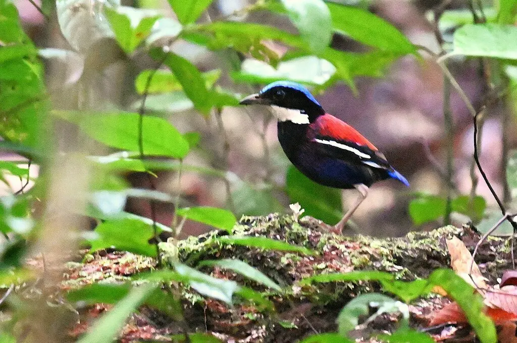 蓝头八色鸫(Hydrornis baudii)
