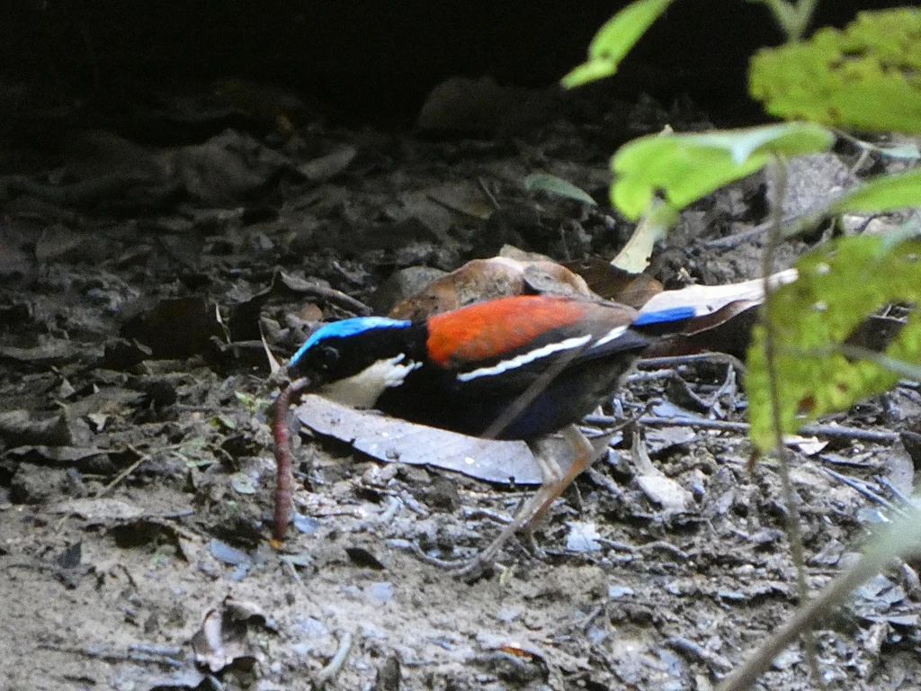 蓝头八色鸫(Hydrornis baudii)