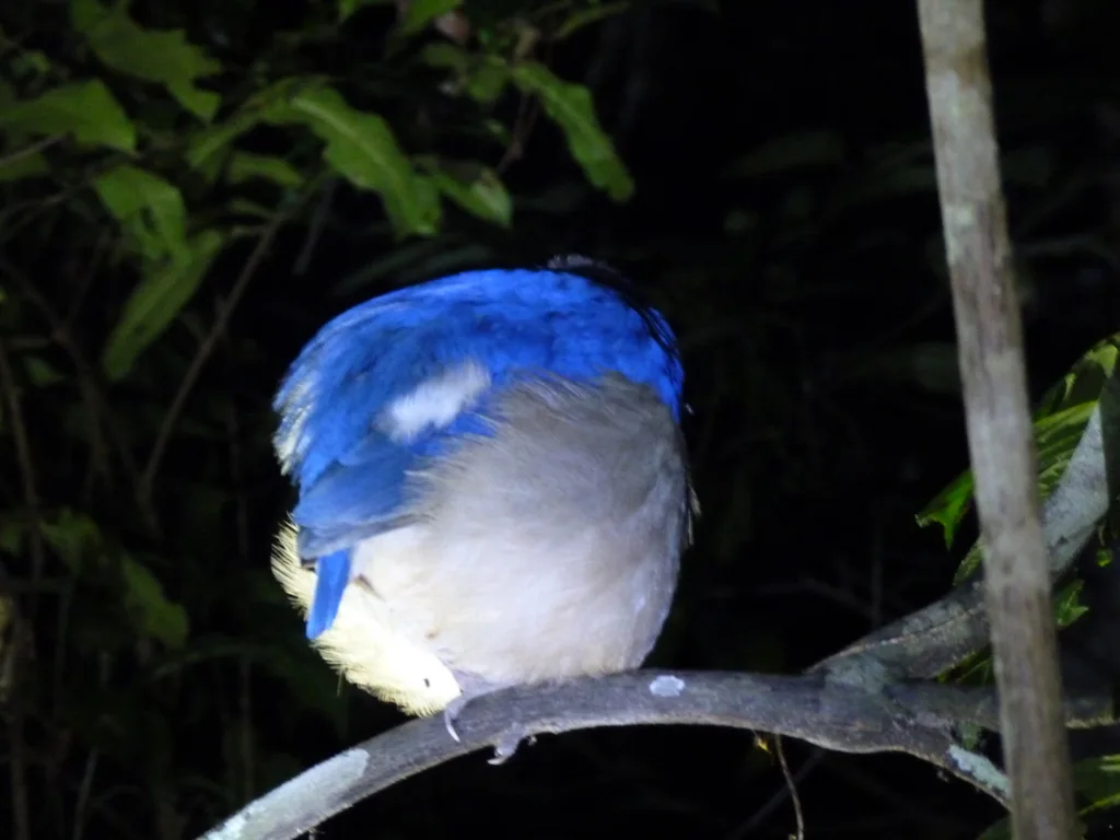 大蓝八色鸫(Hydrornis caeruleus)