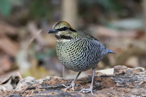 蓝八色鸫