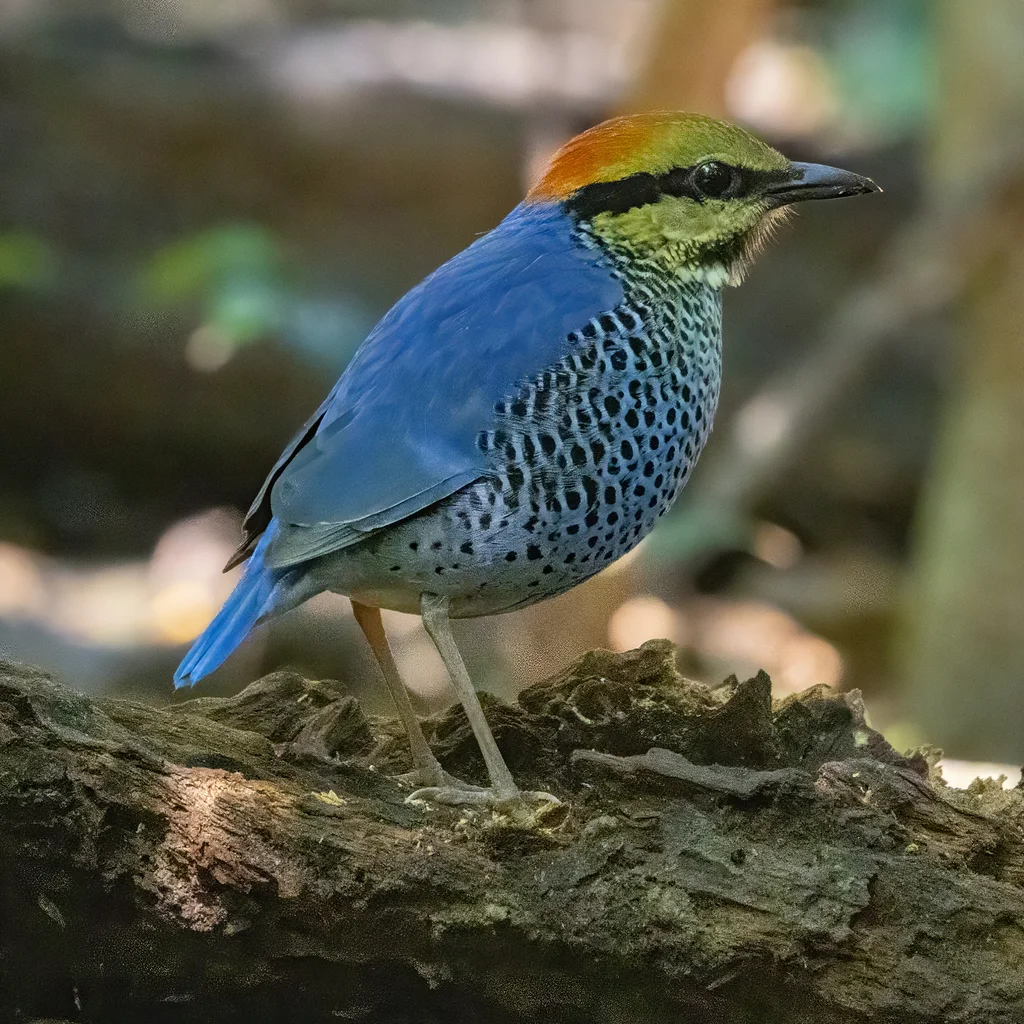 蓝八色鸫(Hydrornis cyaneus)
