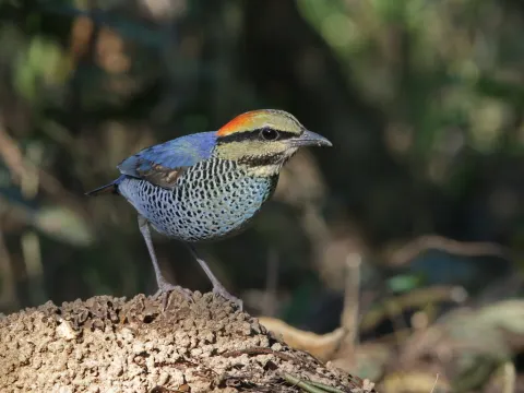 蓝八色鸫