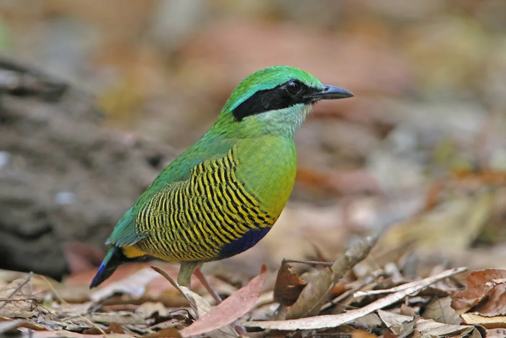 斑腹八色鸫(Hydrornis elliotii)