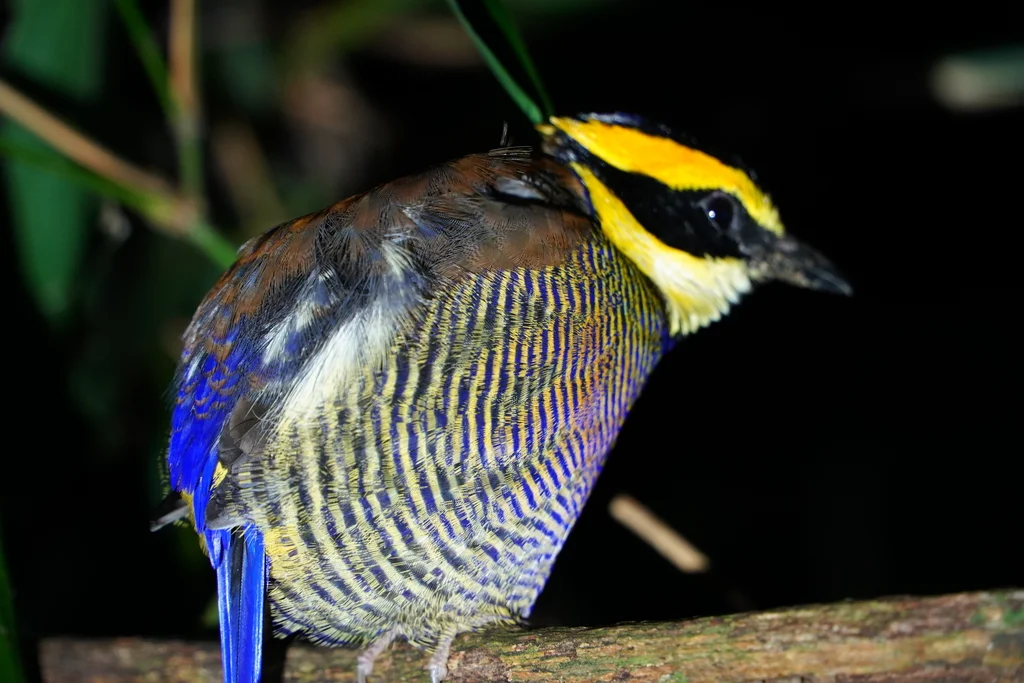 蓝尾八色鸫(Hydrornis guajanus)