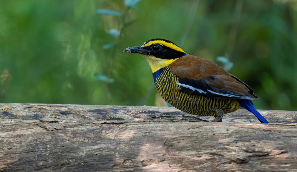 蓝尾八色鸫(Hydrornis guajanus)