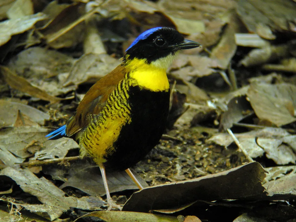 泰国八色鸫(Hydrornis gurneyi)