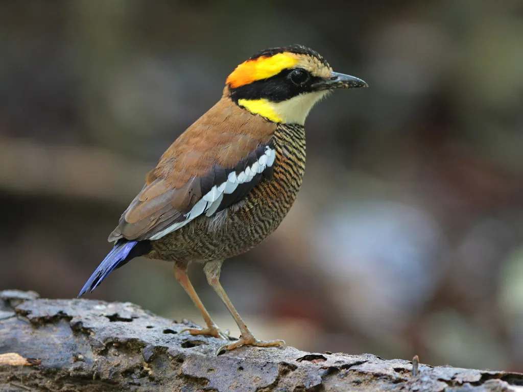马来蓝尾八色鸫(Hydrornis irena)