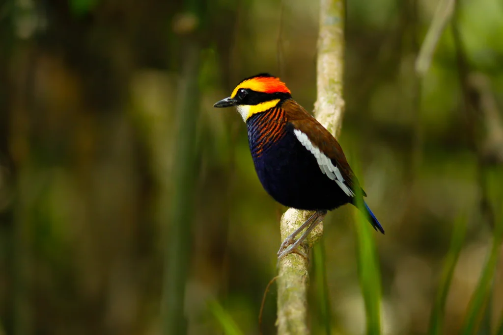 马来蓝尾八色鸫(Hydrornis irena)