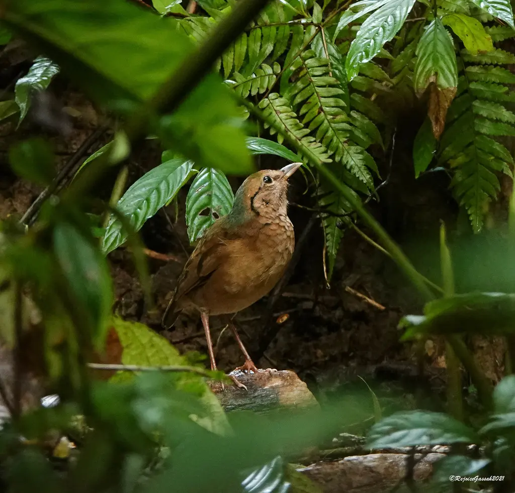 蓝枕八色鸫(Hydrornis nipalensis)