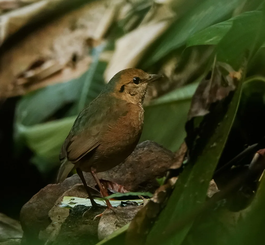 蓝枕八色鸫(Hydrornis nipalensis)