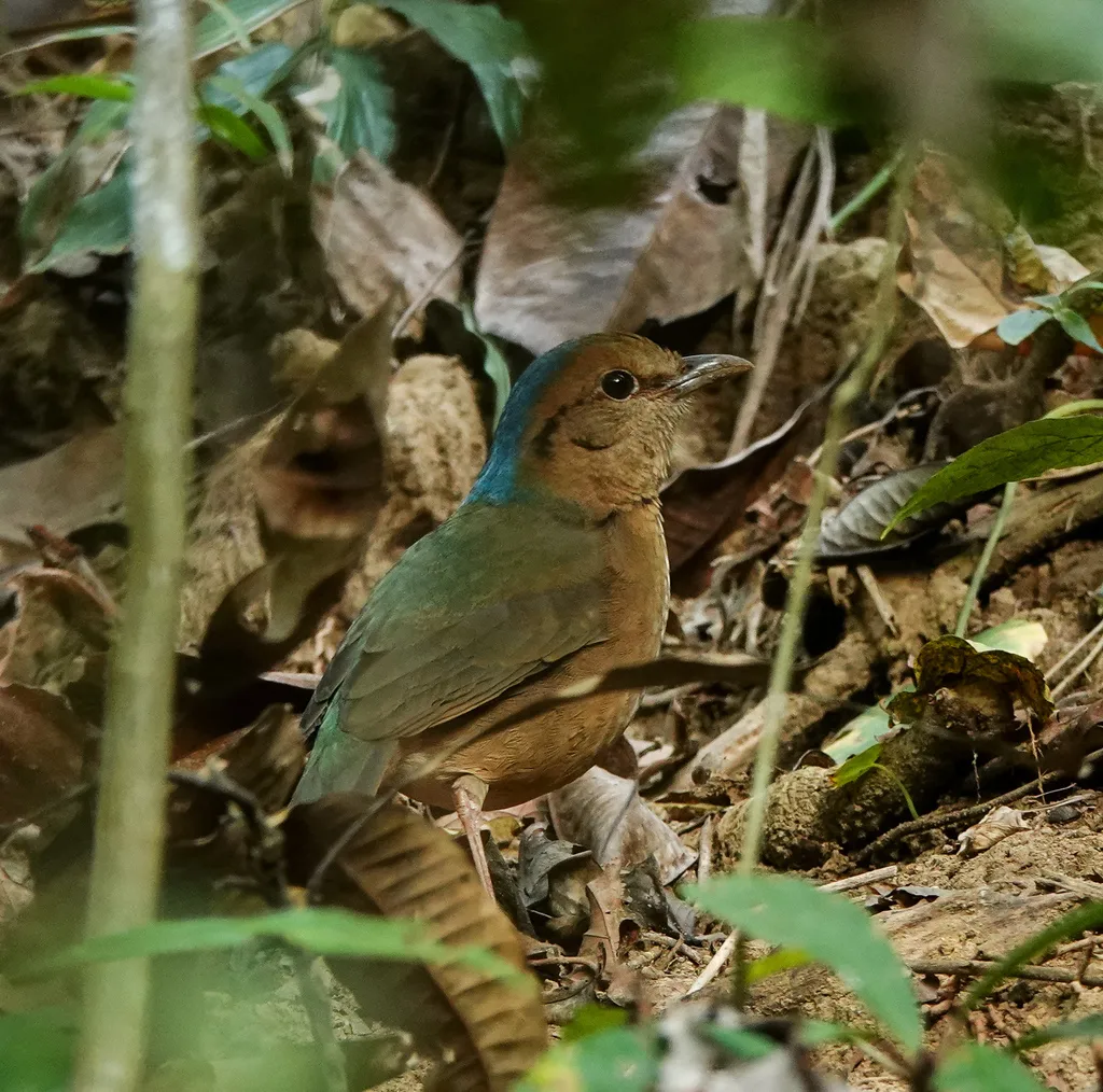 蓝枕八色鸫(Hydrornis nipalensis)