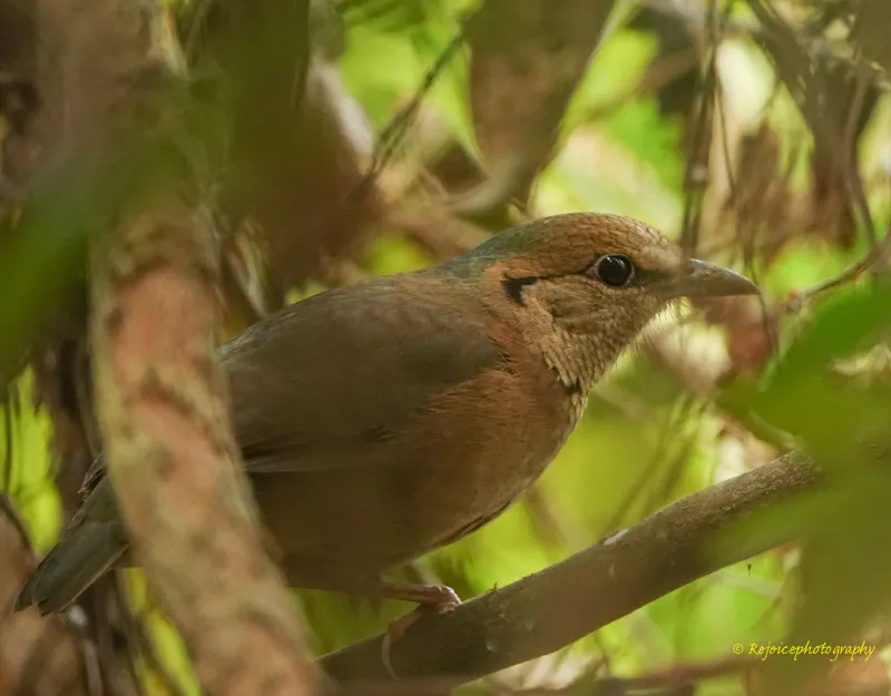 蓝枕八色鸫(Hydrornis nipalensis)