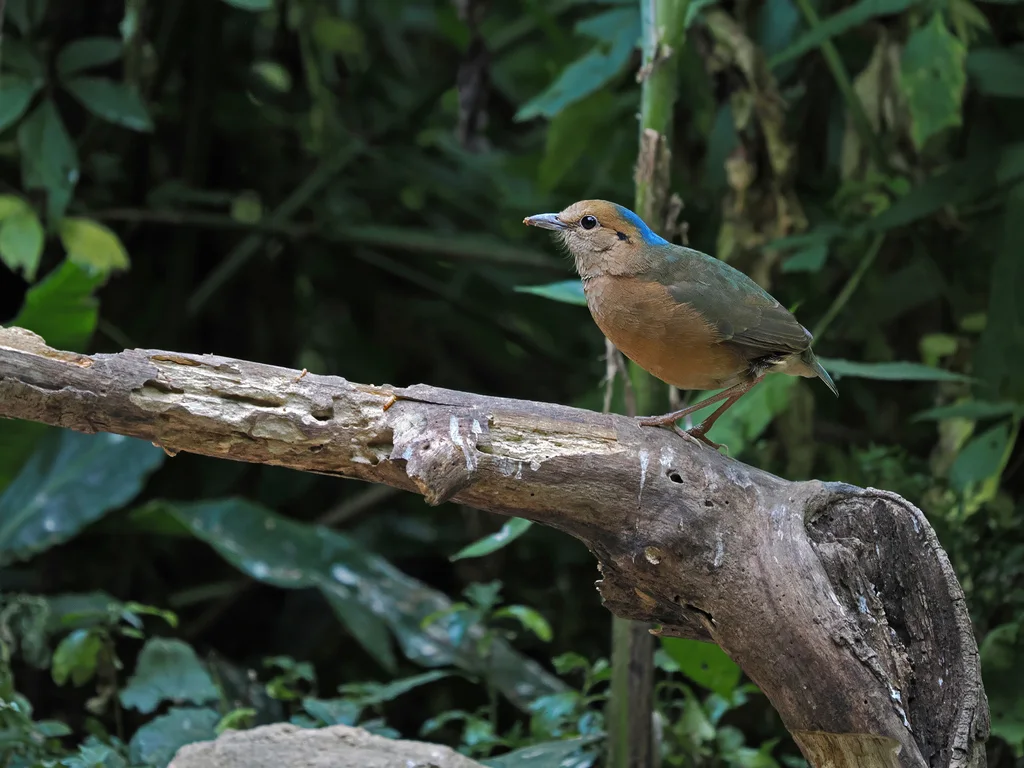 蓝枕八色鸫(Hydrornis nipalensis)