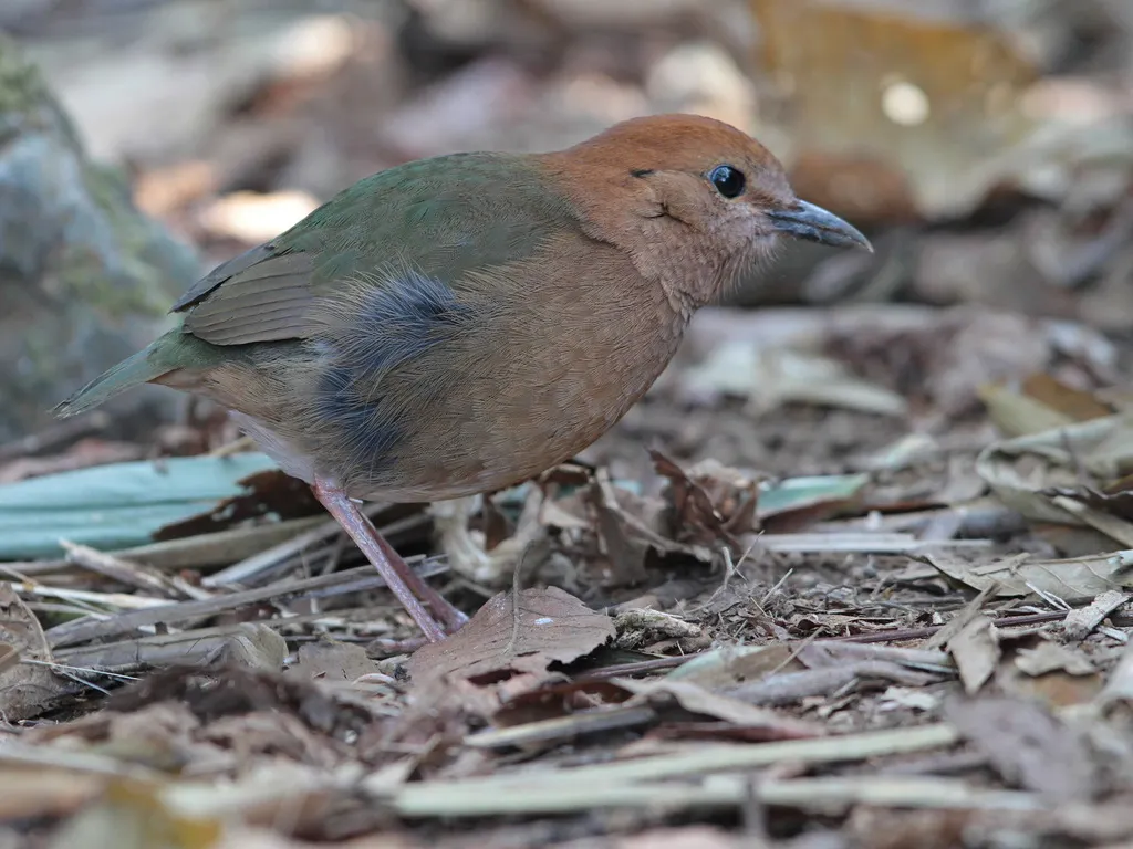 栗头八色鸫(Hydrornis oatesi)