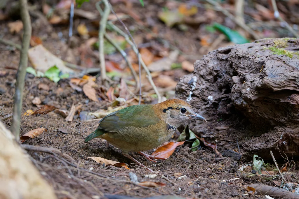 栗头八色鸫(Hydrornis oatesi)