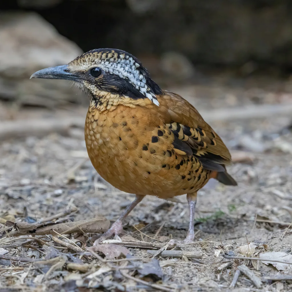 双辫八色鸫(Hydrornis phayrei)