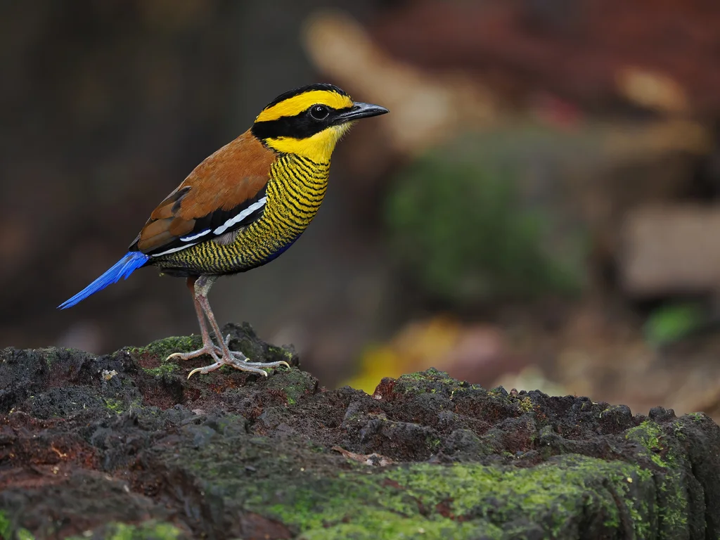 婆罗蓝尾八色鸫(Hydrornis schwaneri)