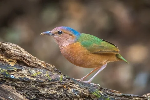蓝背八色鸫