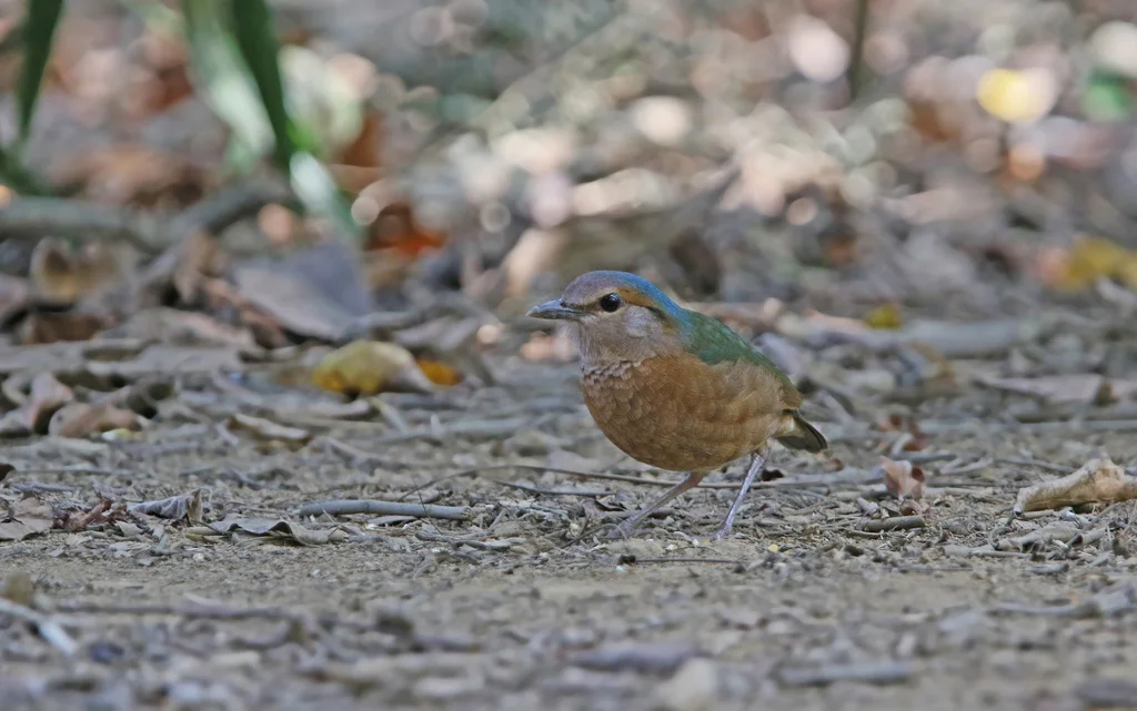 蓝背八色鸫(Hydrornis soror)