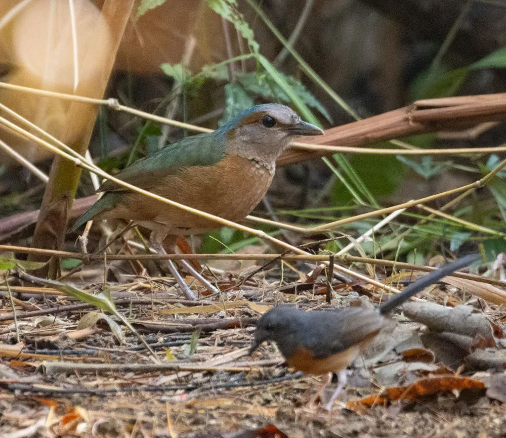 蓝背八色鸫(Hydrornis soror)