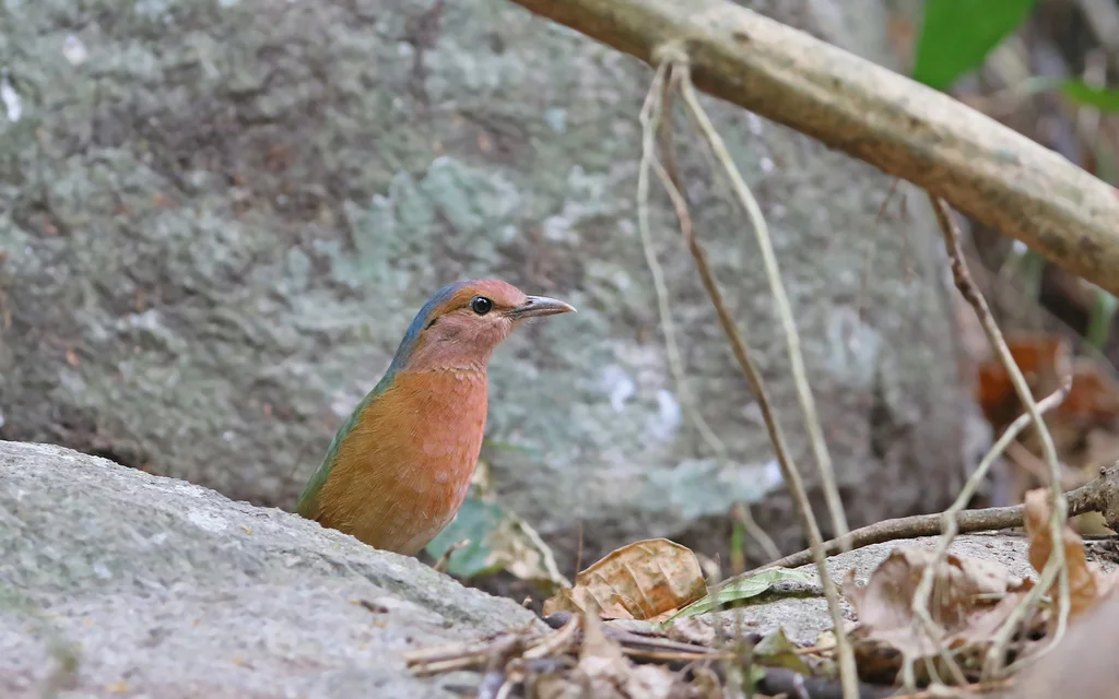 蓝背八色鸫(Hydrornis soror)